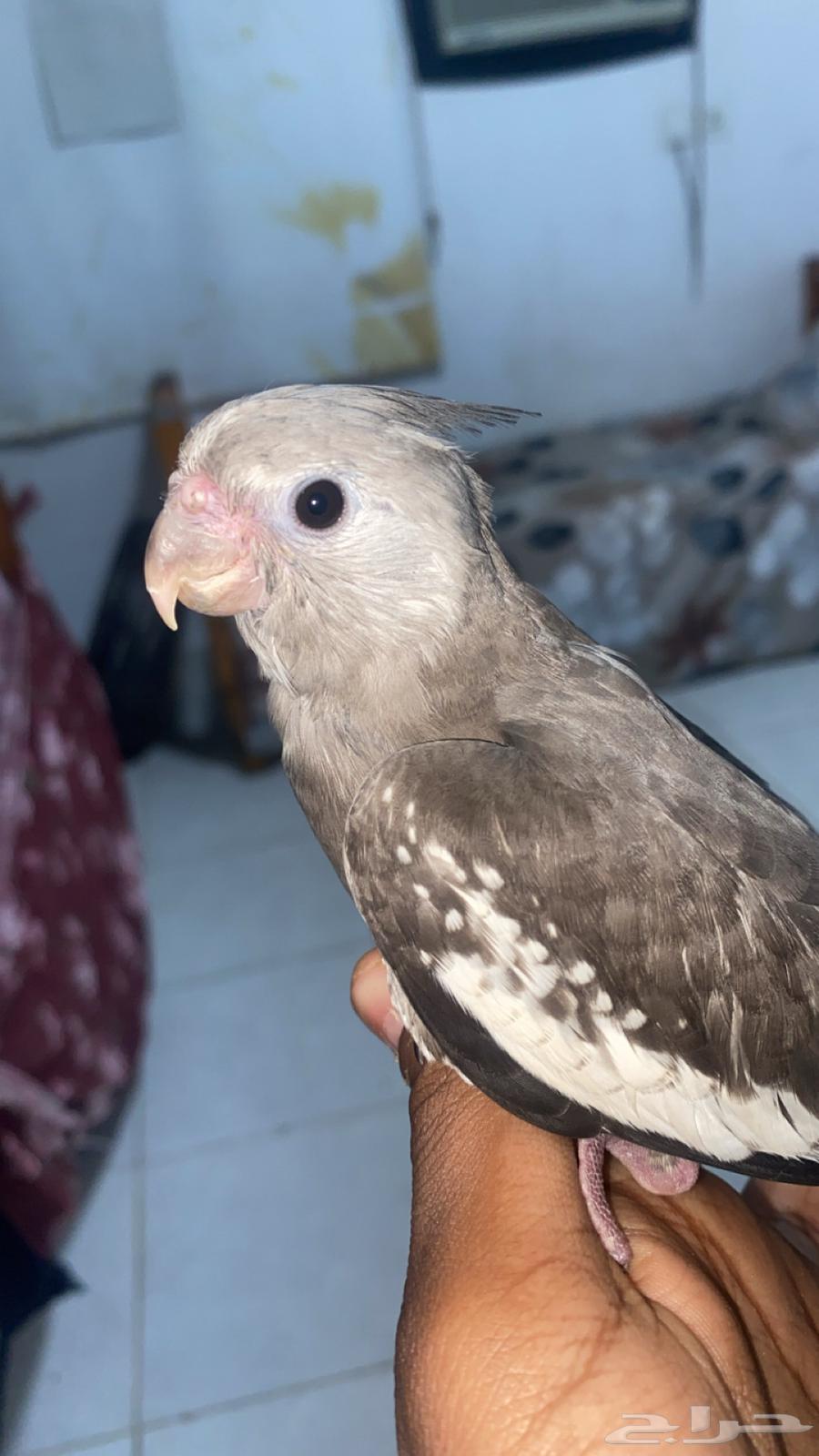 For sale, a domesticated pigeon with the word "Cookie"64374817621506111