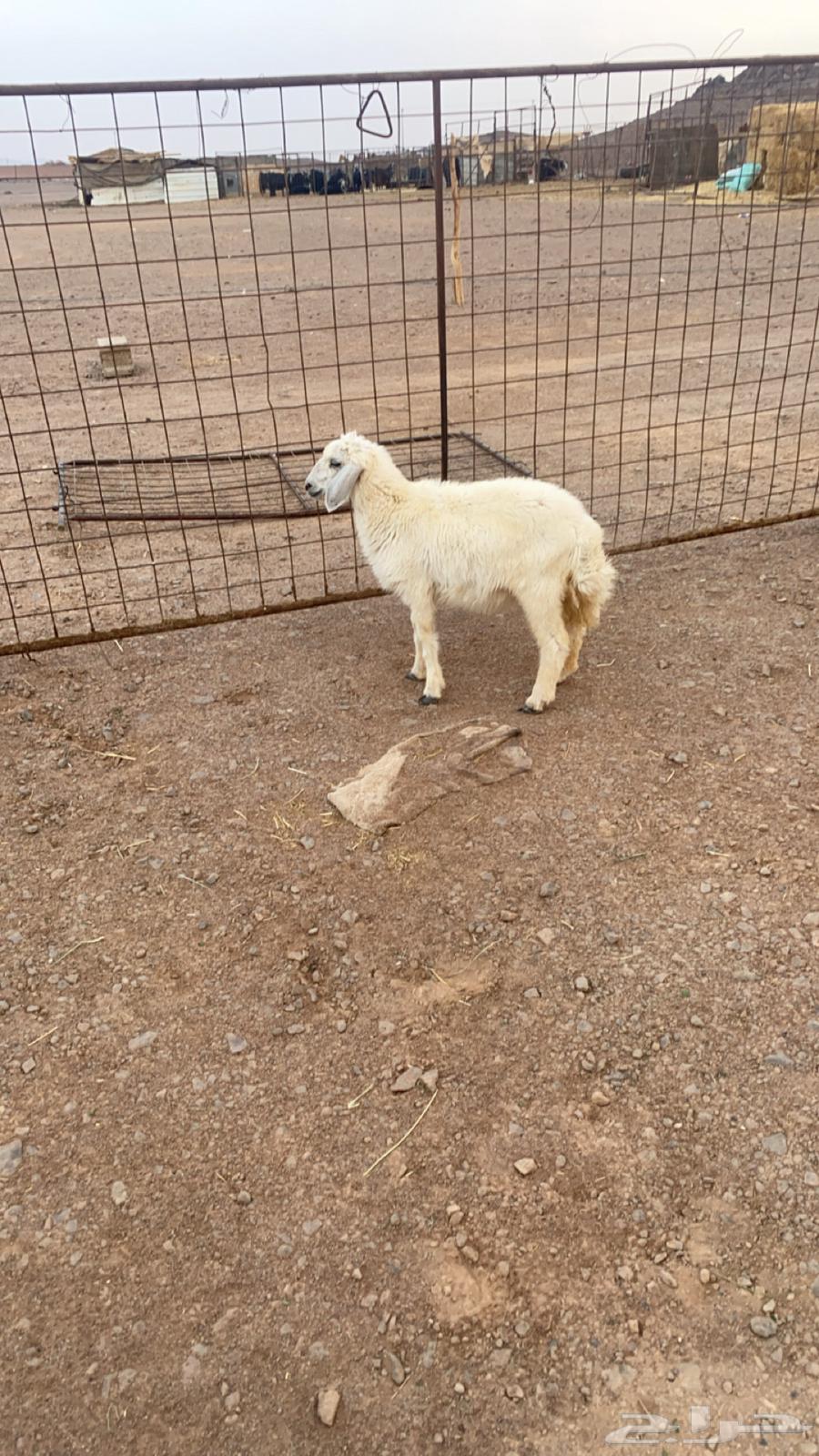 رخل تربيه64371278096258111