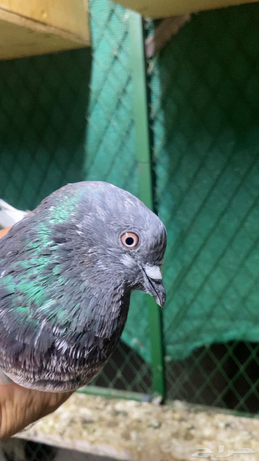 جوز حمام باكستاني64365025726721113