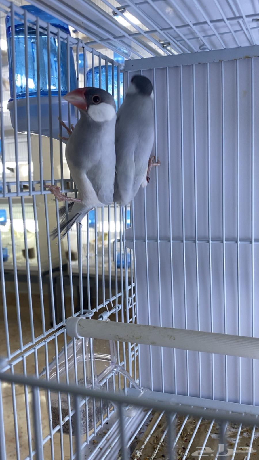 للبيع جوز جاوه سلفر جاهز64365454553219113