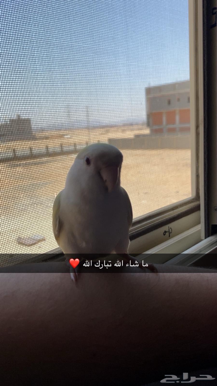 Rose parrot for sale, can be exchanged with a crow64372244055810111