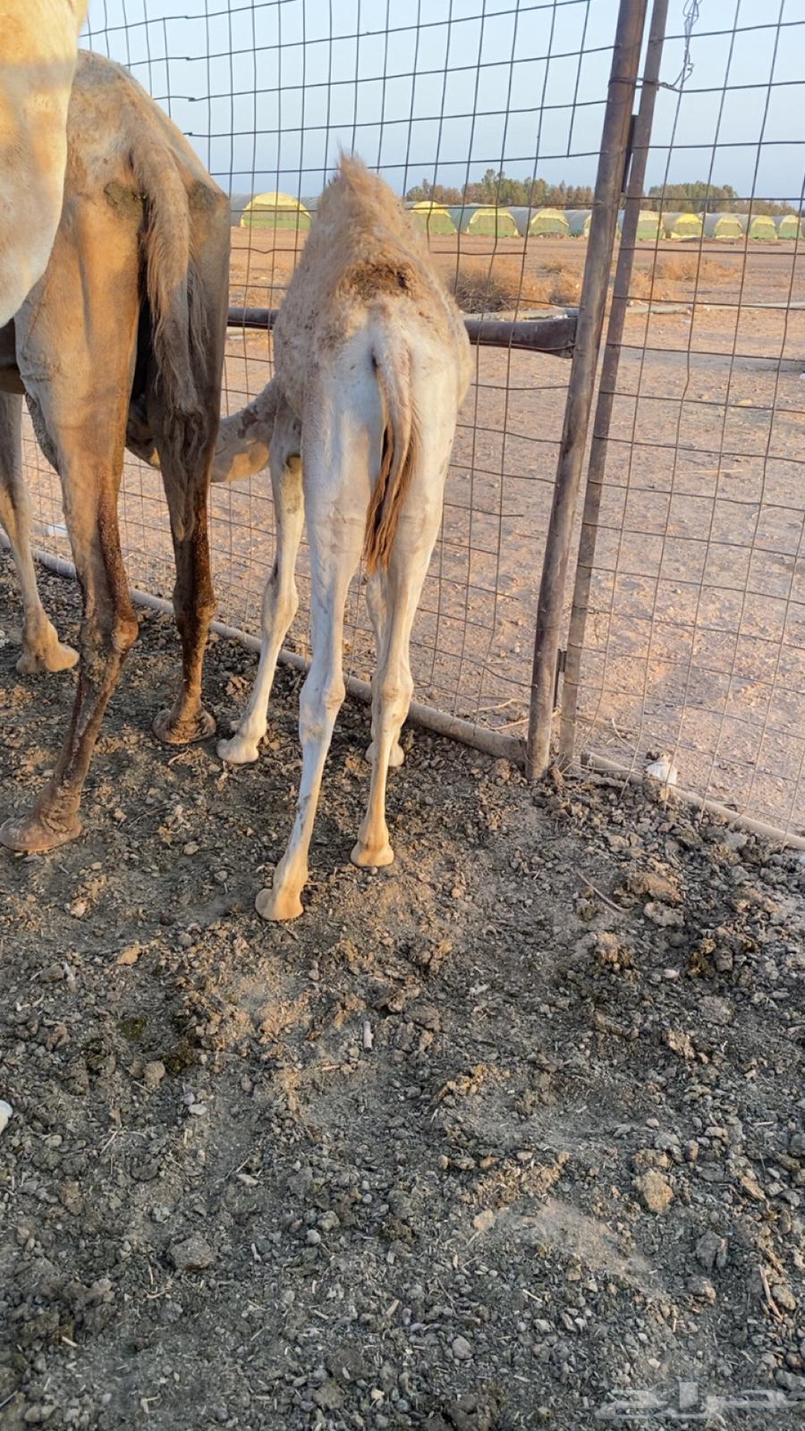 قعود لباني64372799028227111