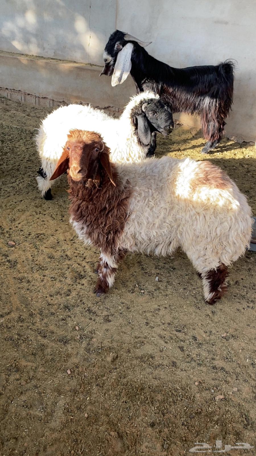 Three high-quality Najai lambs, closed64370972527875110