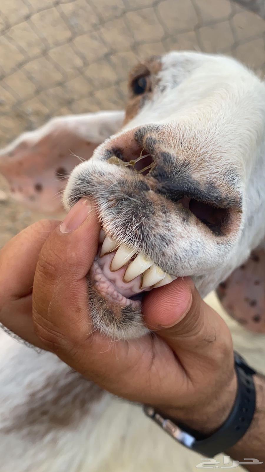 تيوس مندي للبيع64373536490498114