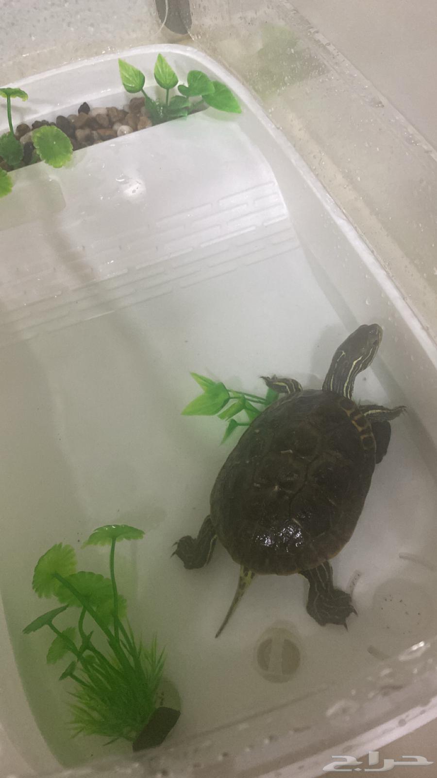 سلحفاء للبيع بالبيت حقها64371191309825110