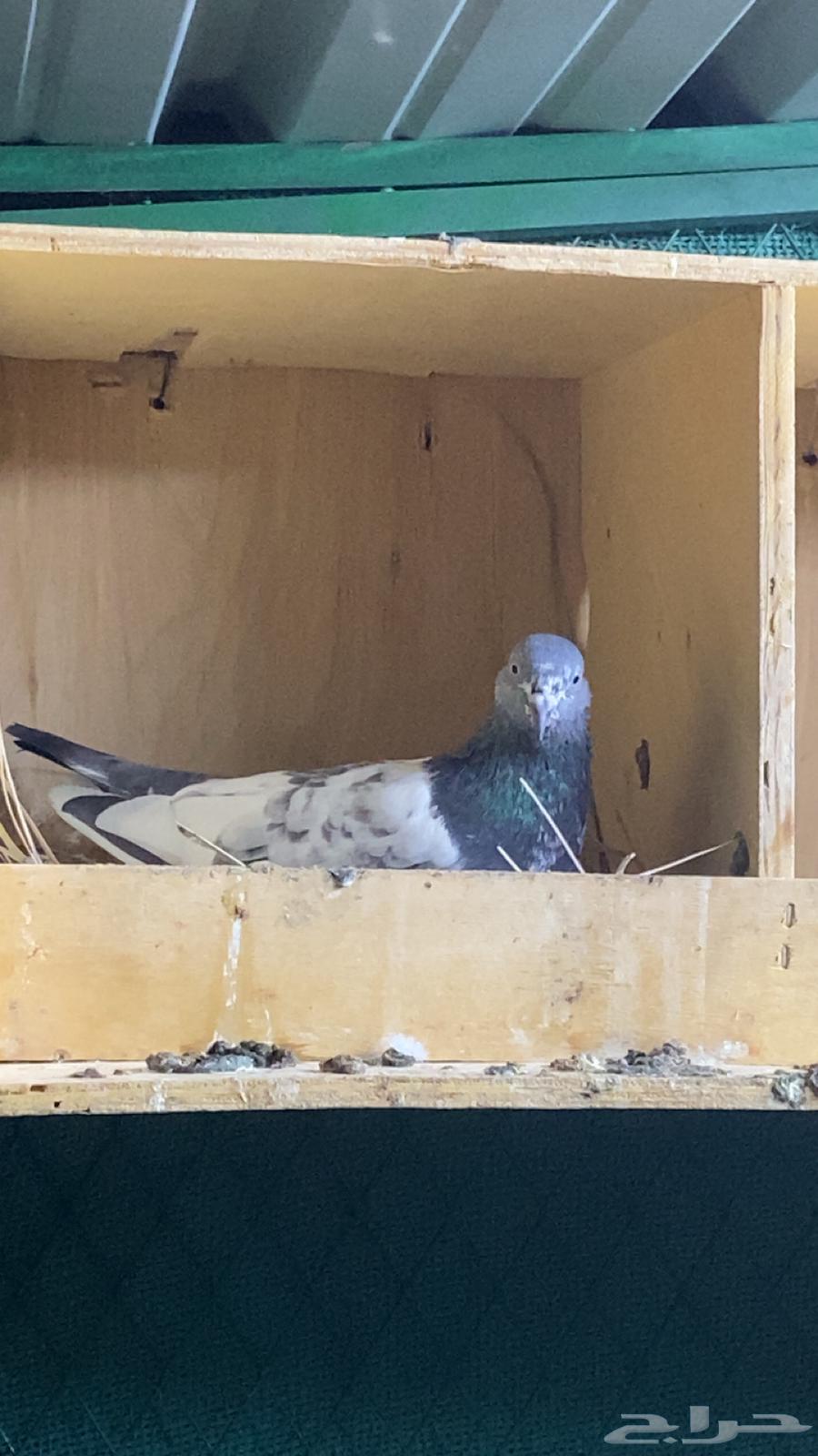 جوز حمام باكستاني64365025726721112