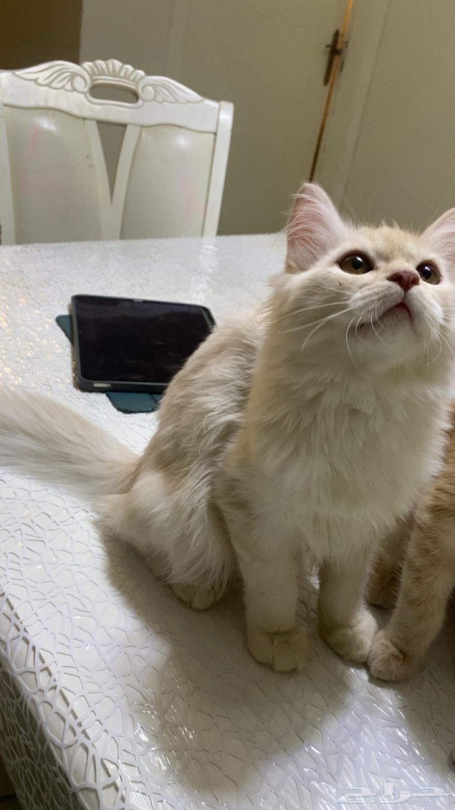 Cats64364743378049112