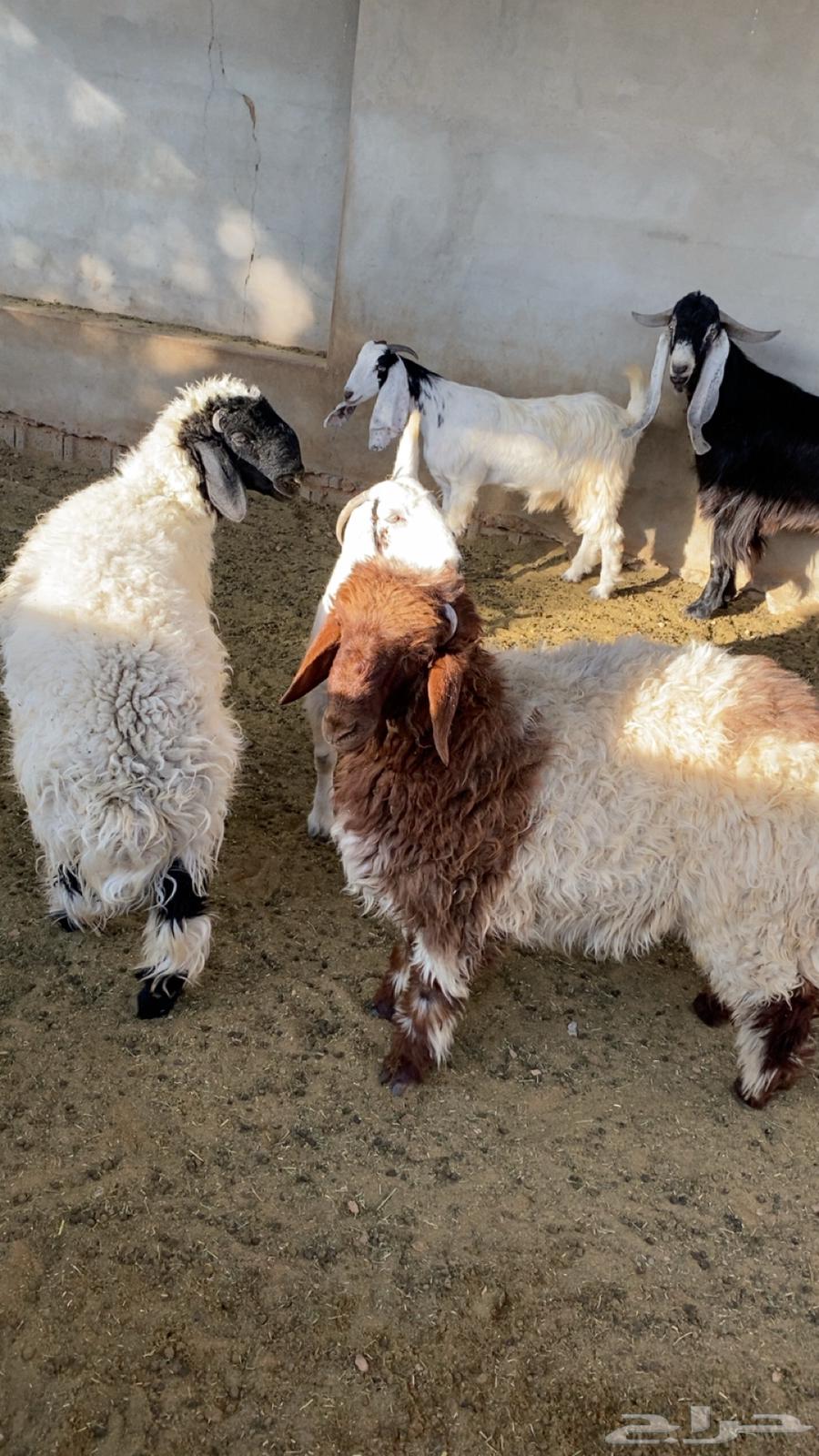 Three high-quality Najai lambs, closed64370972527875111