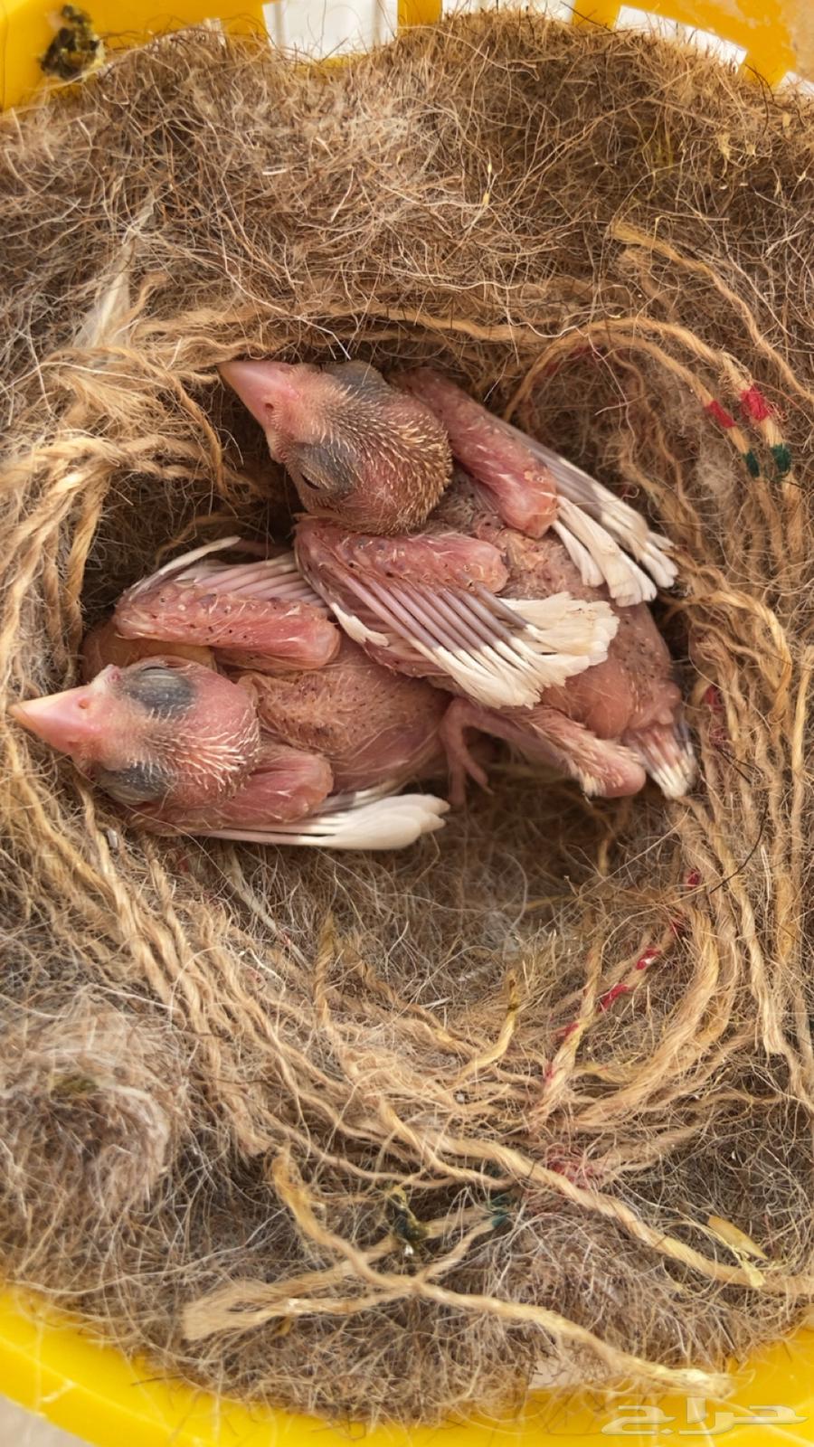 Three pairs of canaries with their chicks64371614156161113