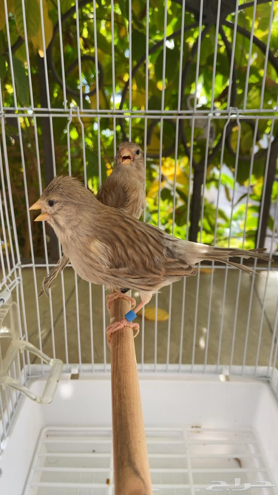 Three pairs of canaries with their chicks64371614156161114