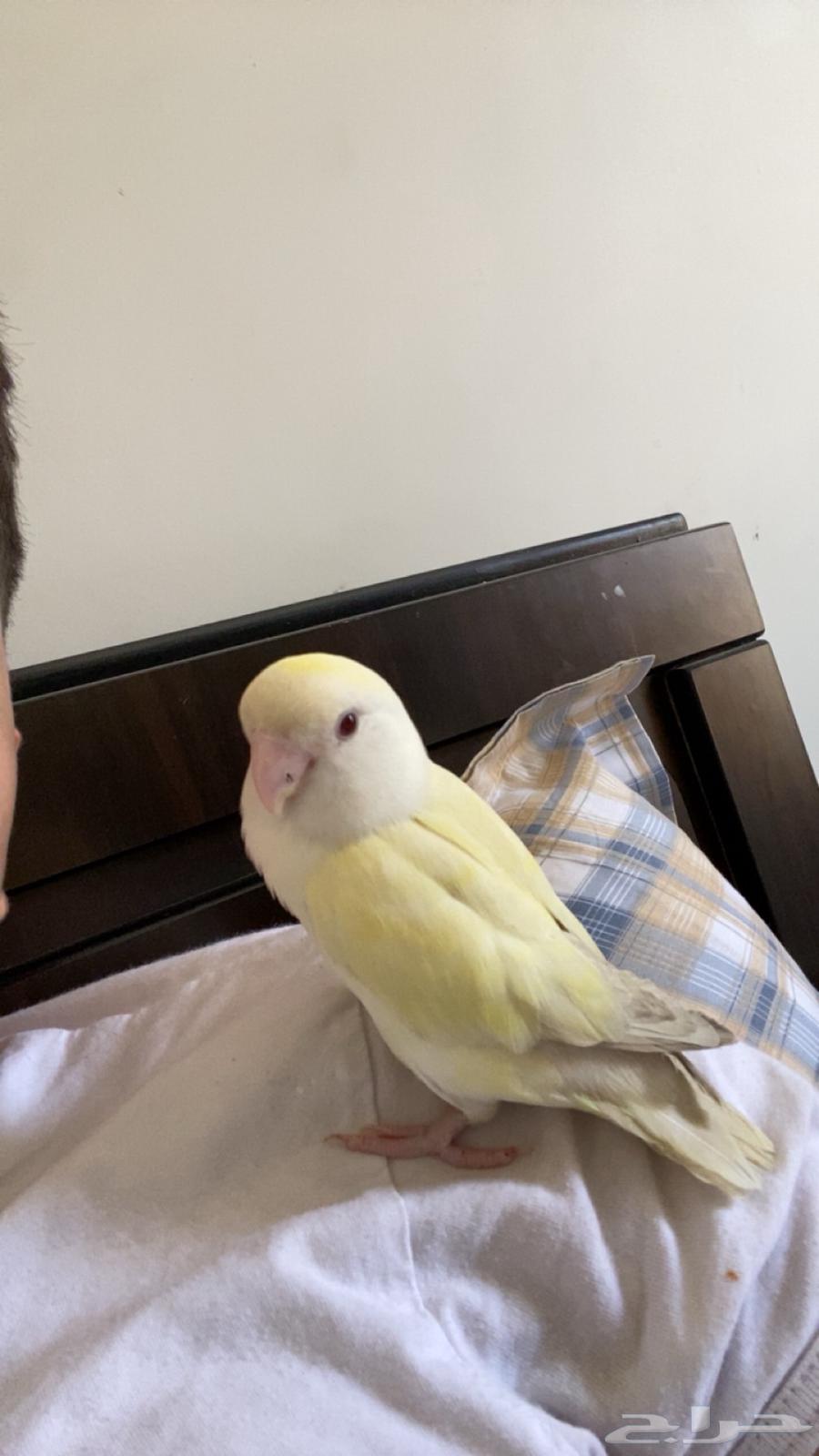 Rose parrot for sale, can be exchanged with a crow64372244055810112