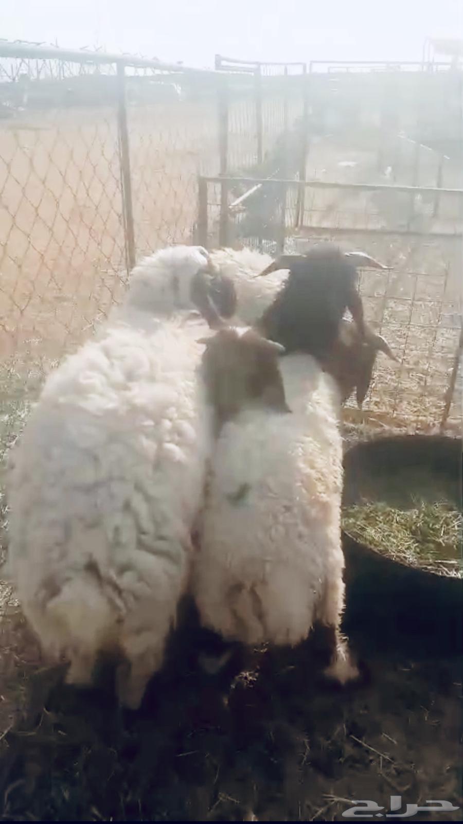 للبيع نعيم خرفان العدد 464365528413697110