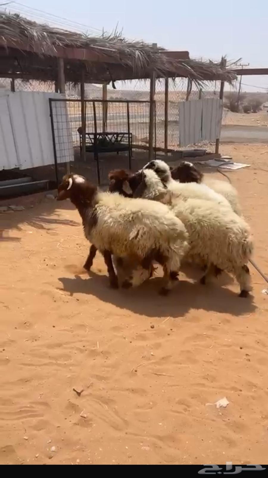 نعيم فاخره للبيع-يتوفر التقسيط تمارا64370395801217111