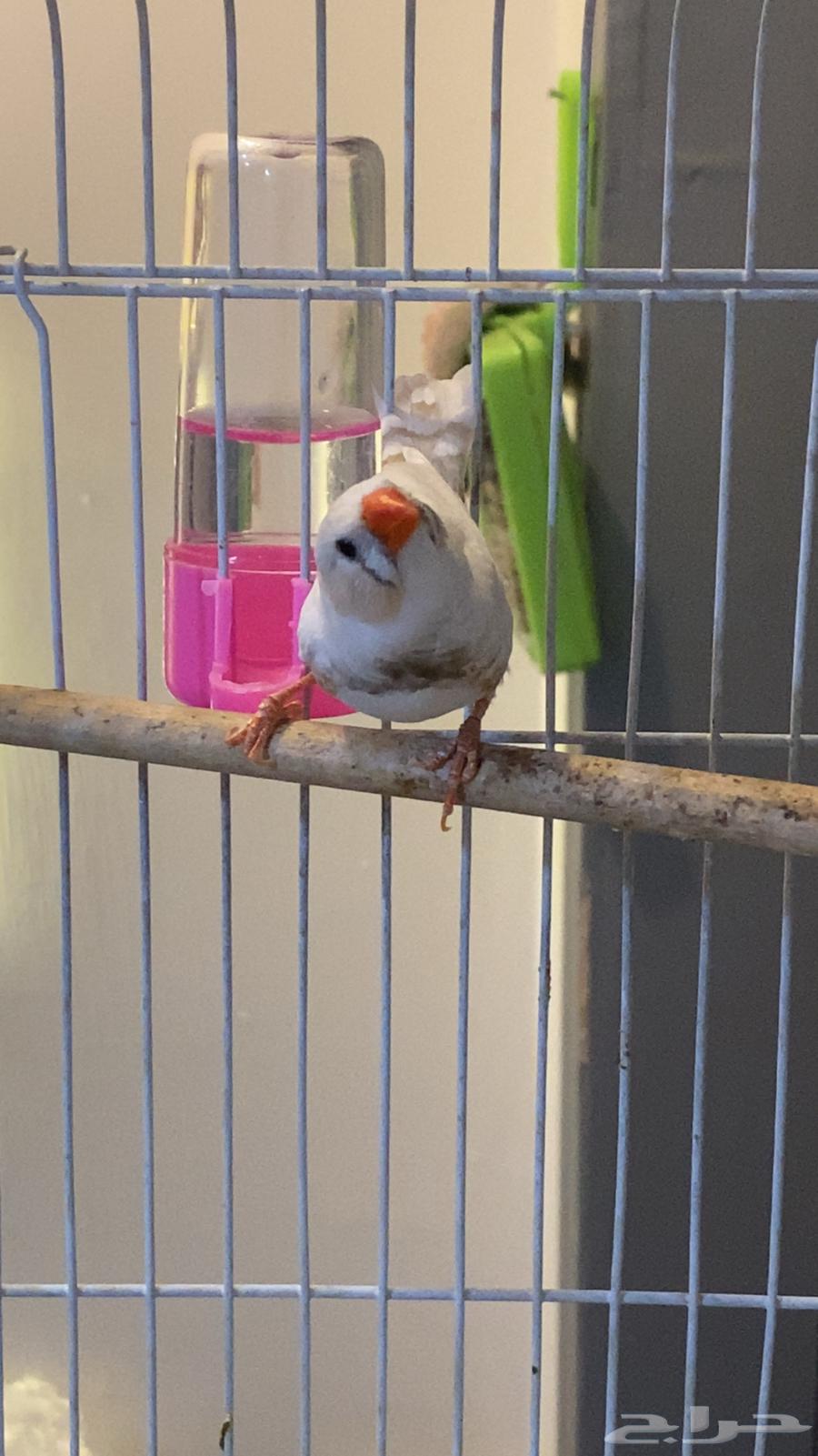 ذكر زيبرا64374185963905112