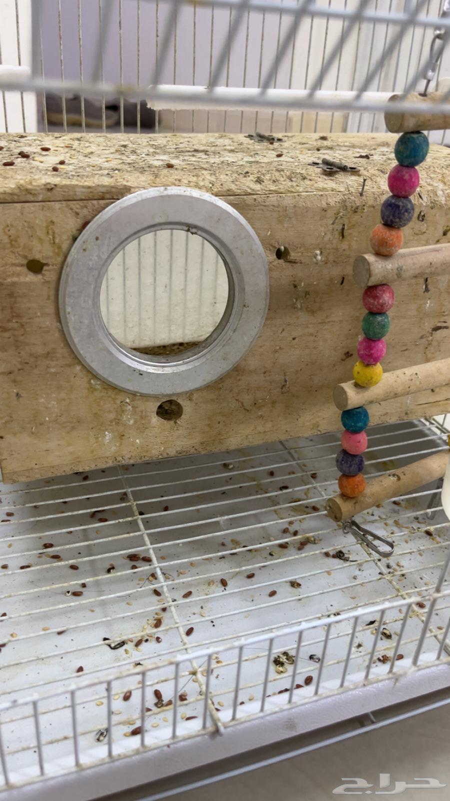 بادجي 2 انثى واحد ذكر منتجه بيعها 25064362650504450112