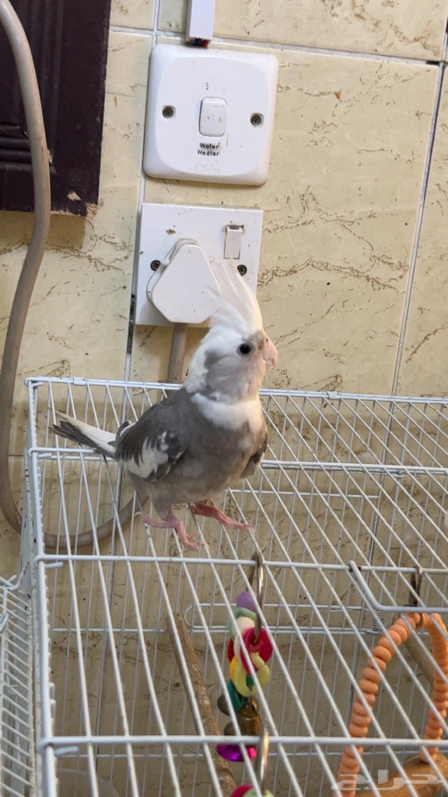 انثي وذكر هولندي و صحتهم ممتازة وريشهم كامل للبيع64370467921026114