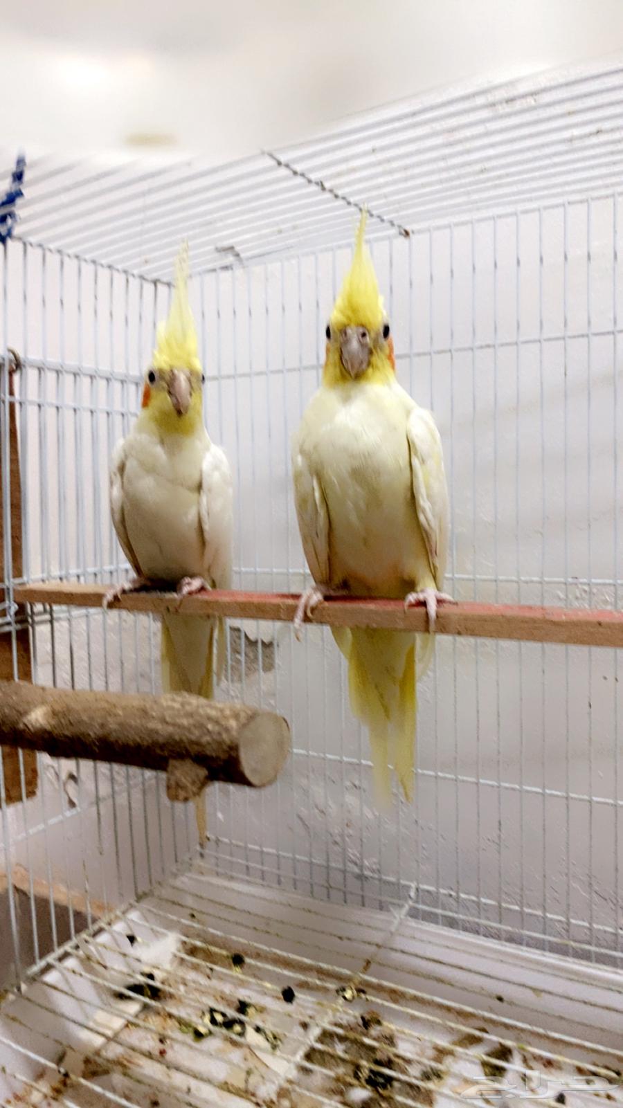 جوز كروان64373403446019110