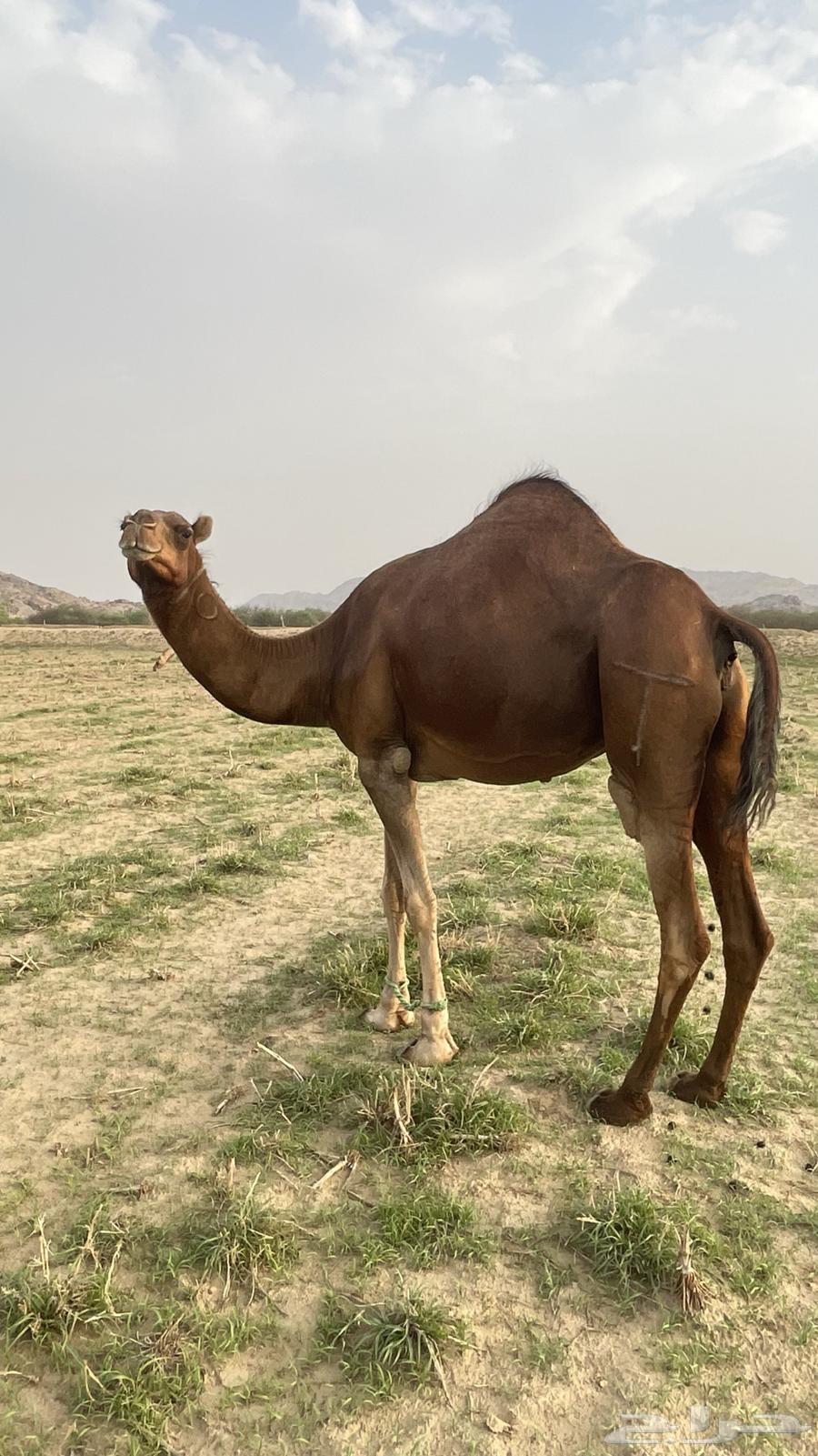 Red Dahma Coastal Camel64376870061314113