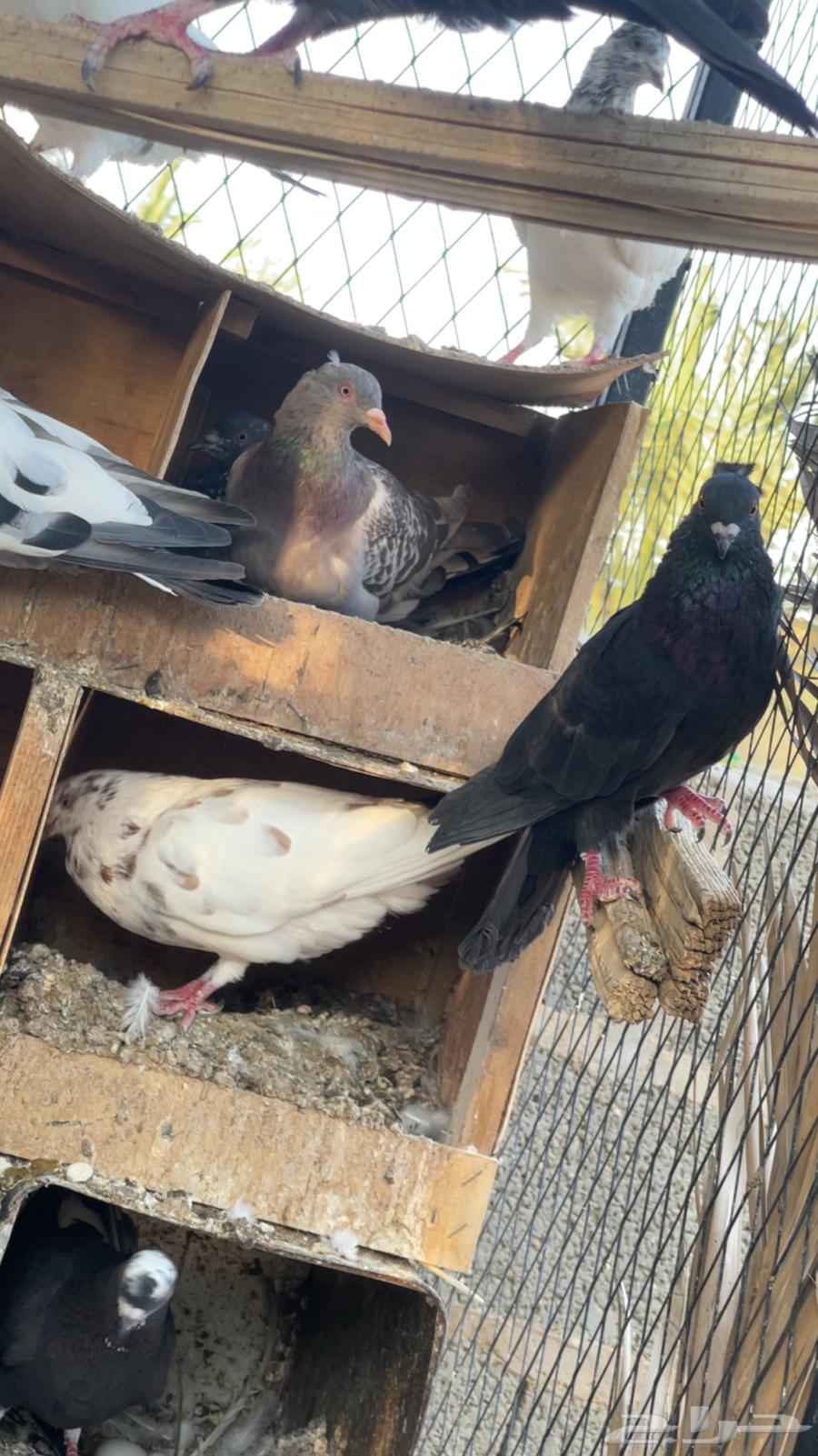 Dove64373876406145110