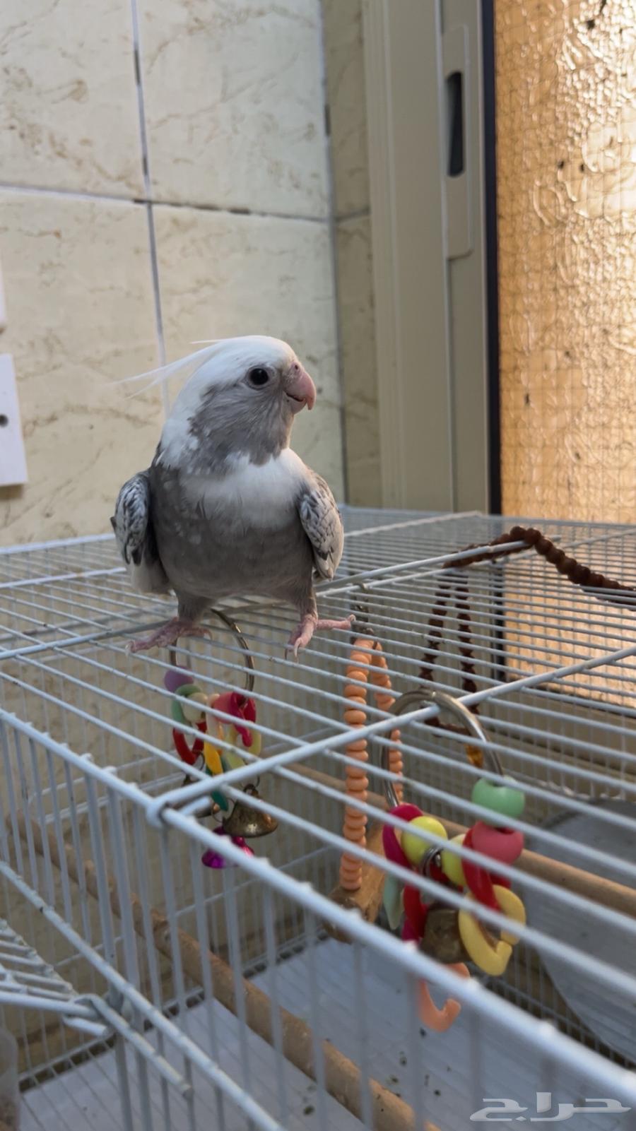 انثي وذكر هولندي و صحتهم ممتازة وريشهم كامل للبيع64370467921026112