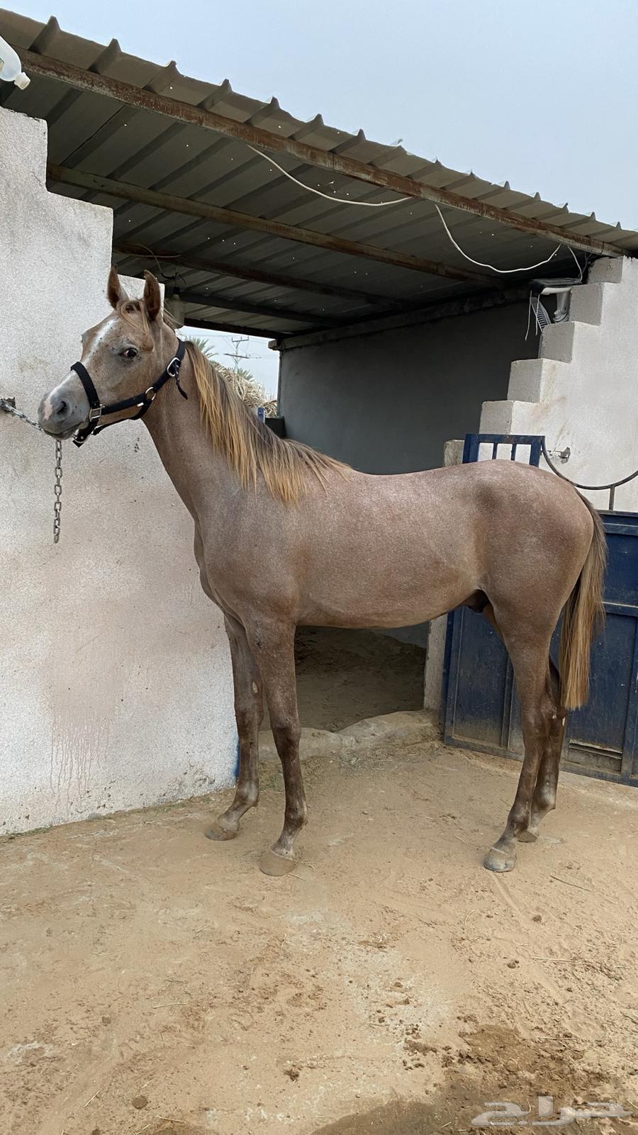 مهر للبيع64363144602753110