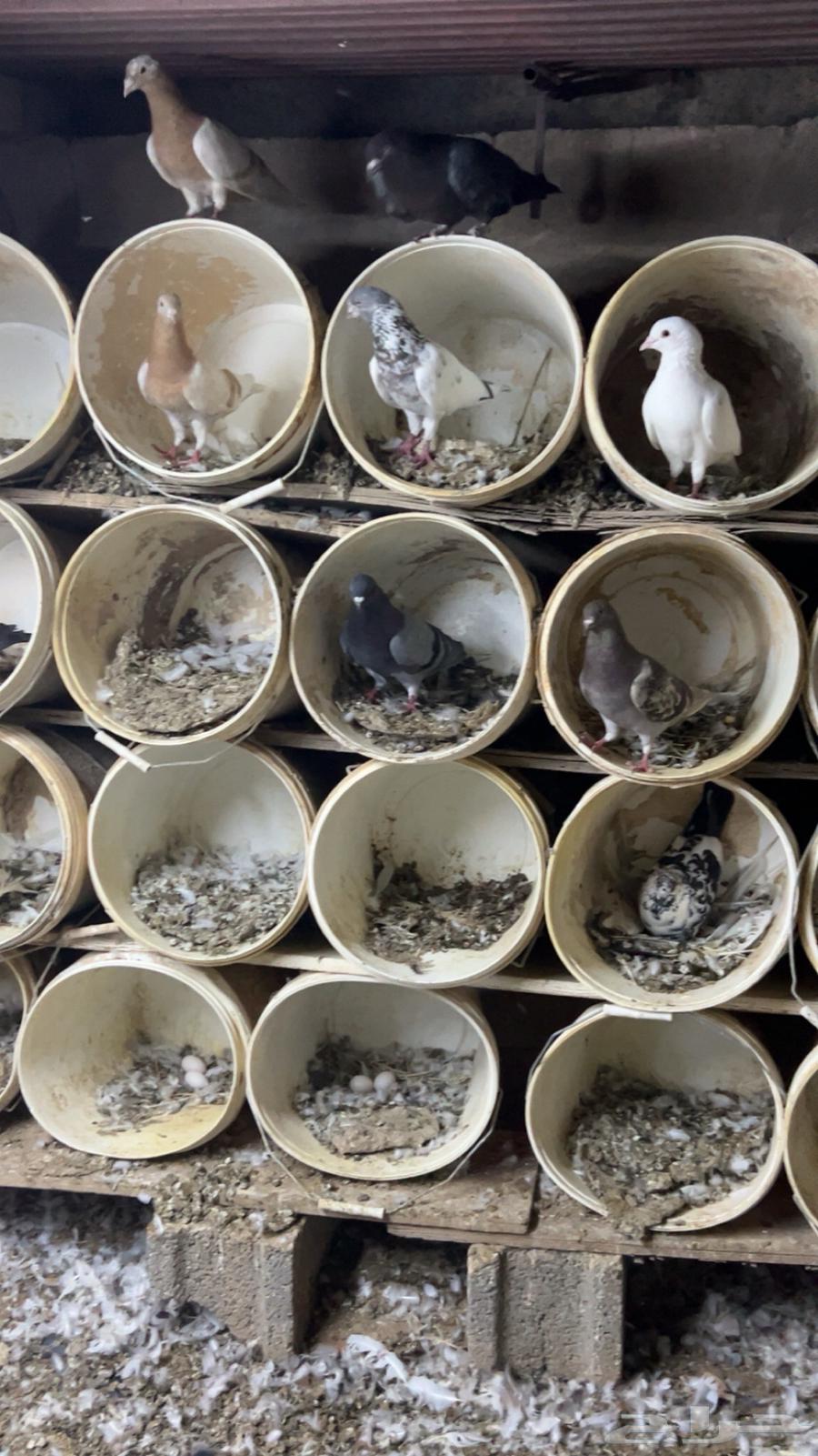 حمام للبيع64376900381954112