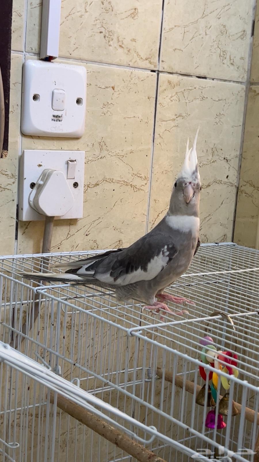 انثي وذكر هولندي و صحتهم ممتازة وريشهم كامل للبيع64370467921026113