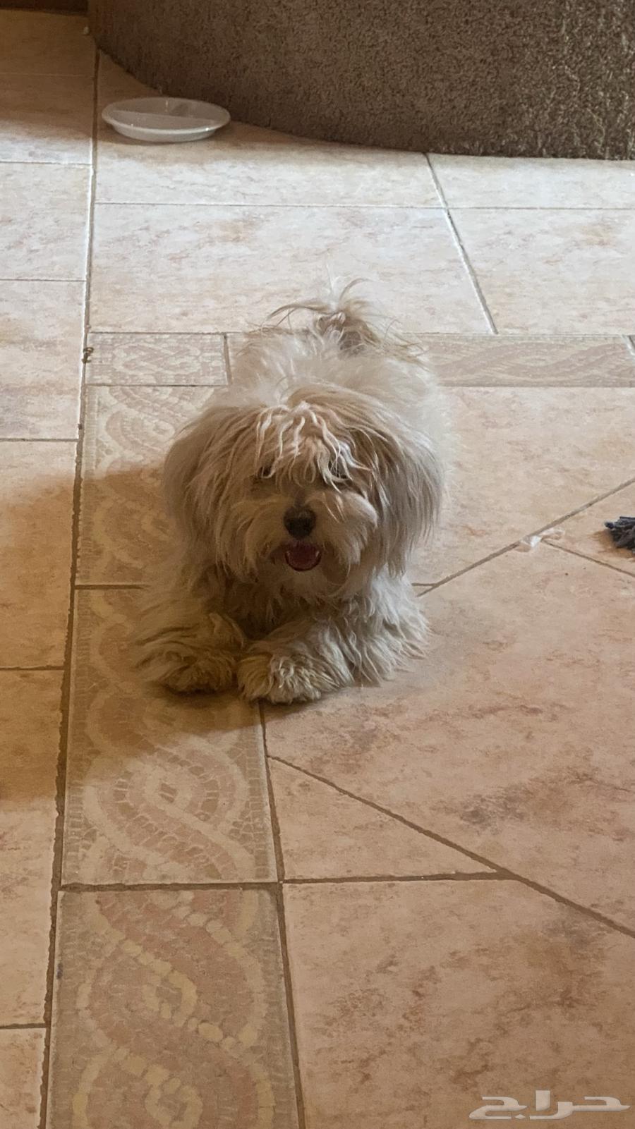 كلب للبيع64365335576195111