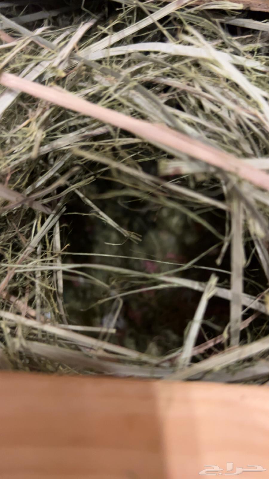 للبيع جوز روز منتج سابقاا64375678743297112