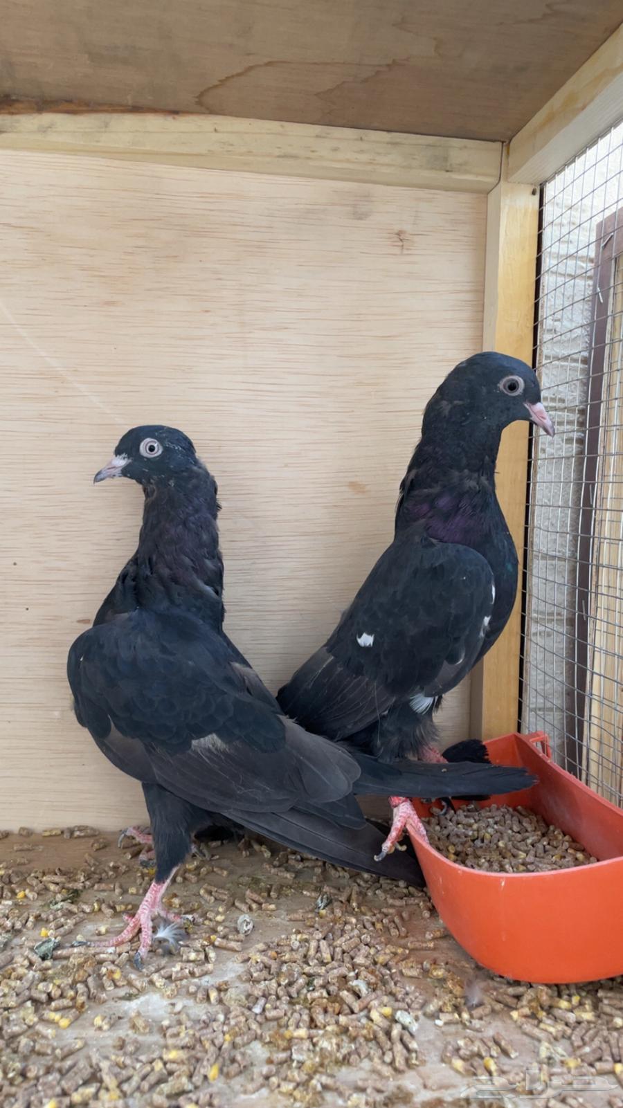 طبات رام بوري اسود64362862476035110