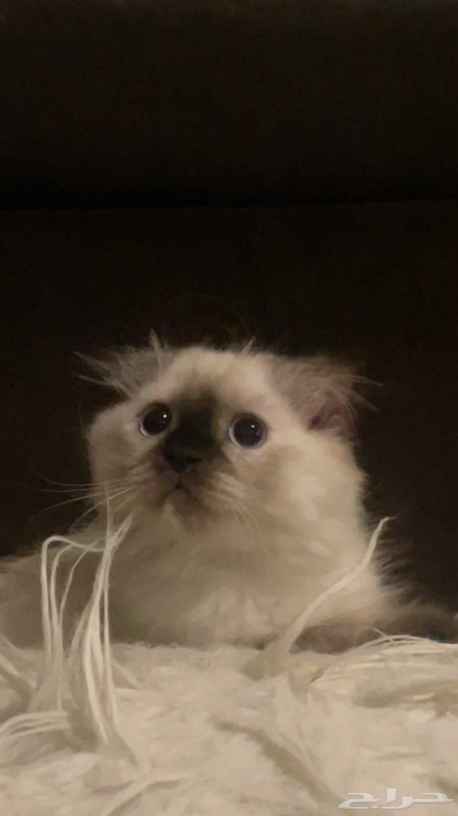 قطه سكوتش من ام هملايا للبيع64376735202945111