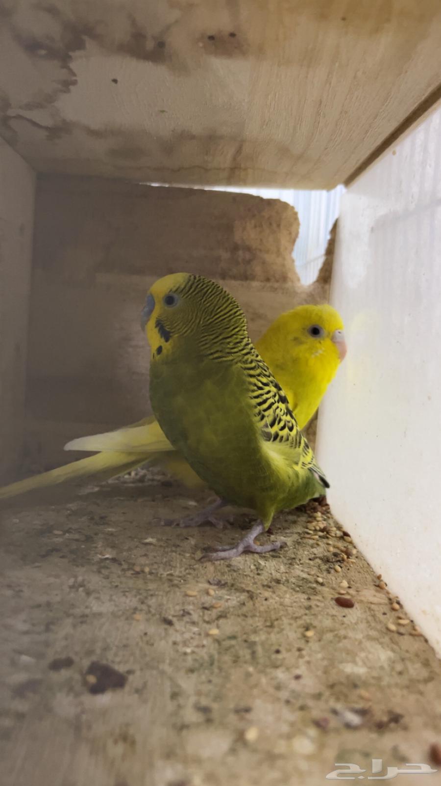 بادجي 2 انثى واحد ذكر منتجه بيعها 25064362650504450113