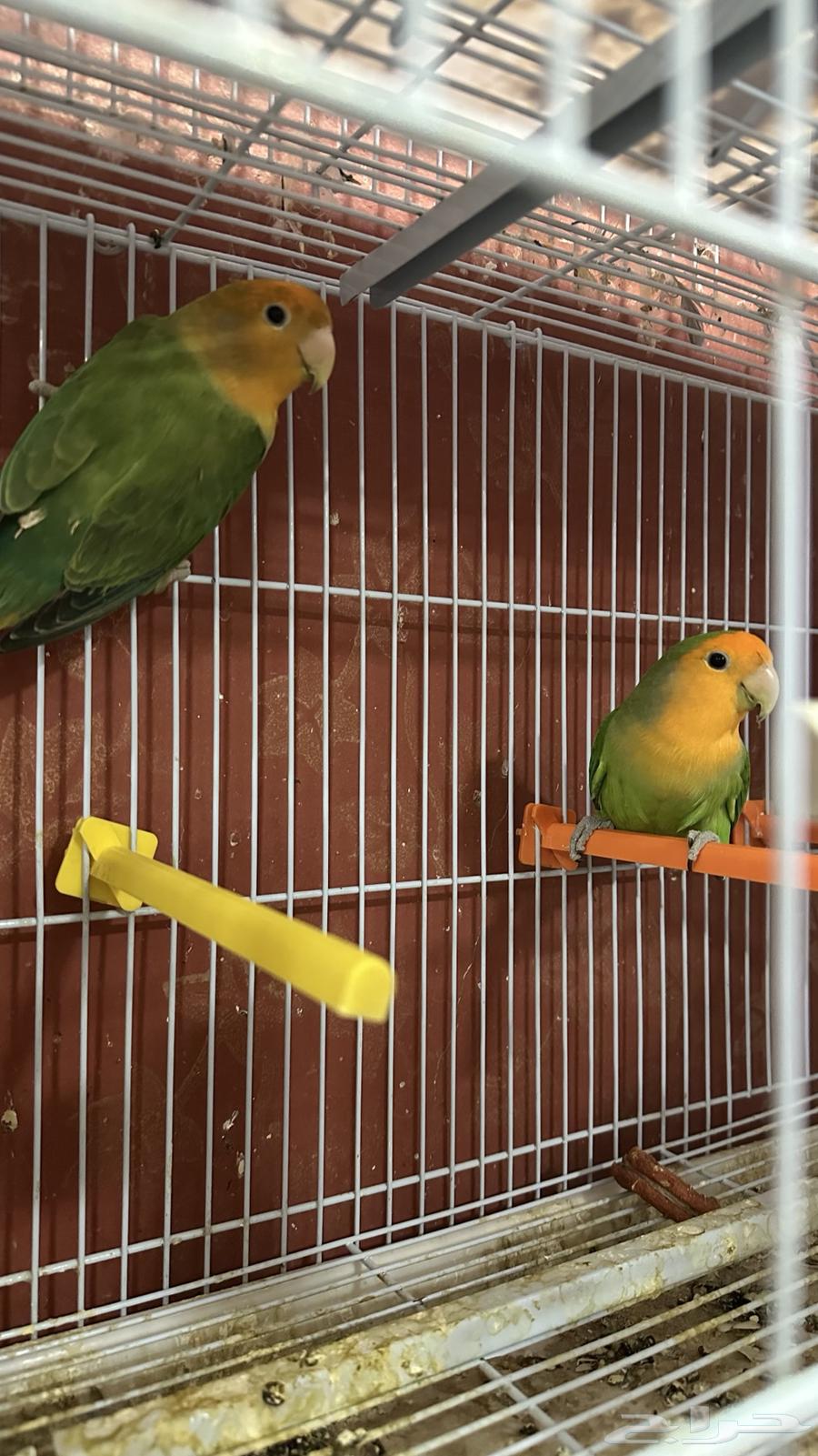 روز وطقطق64373595489153110