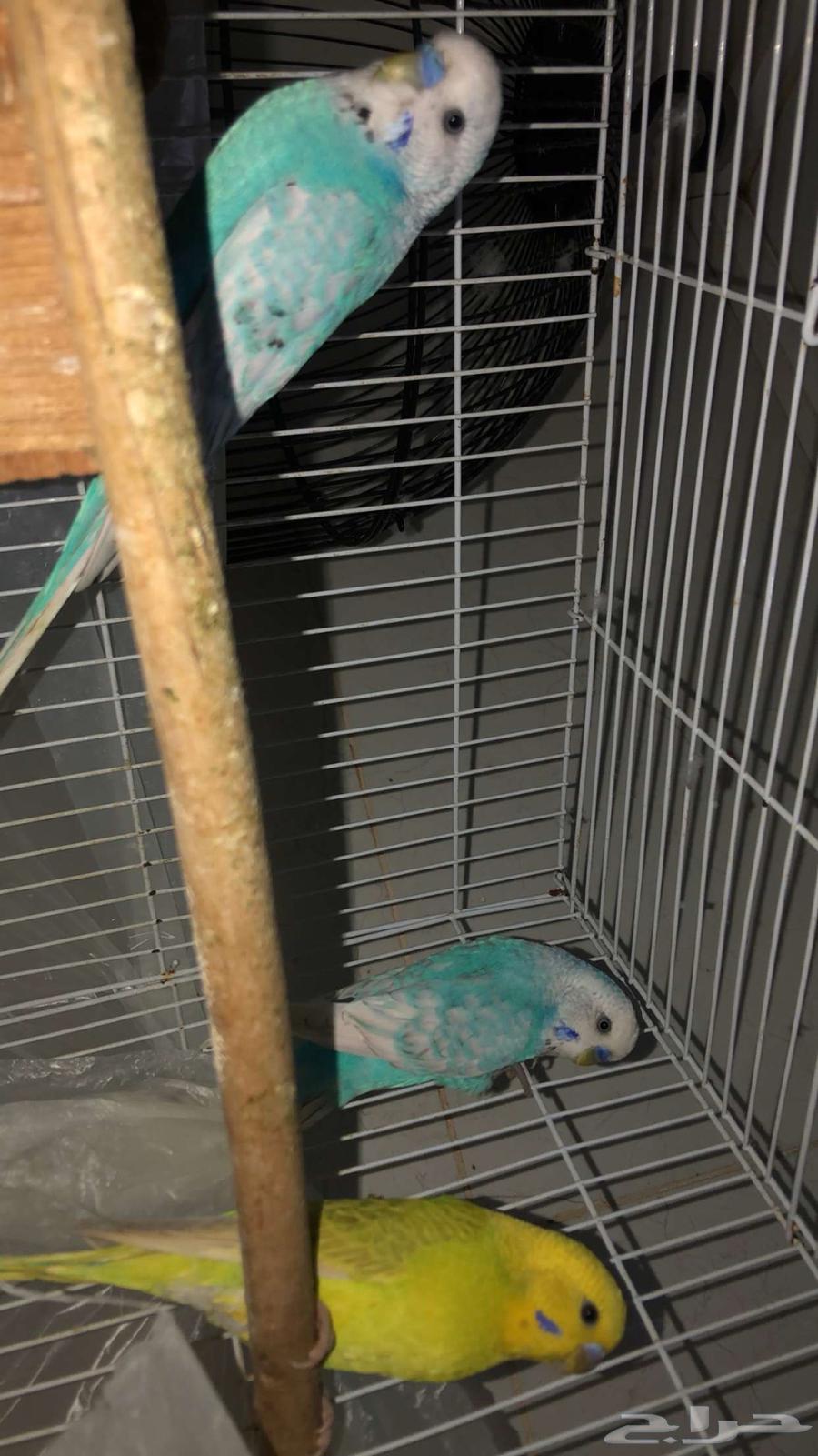 Bird64370986920705114