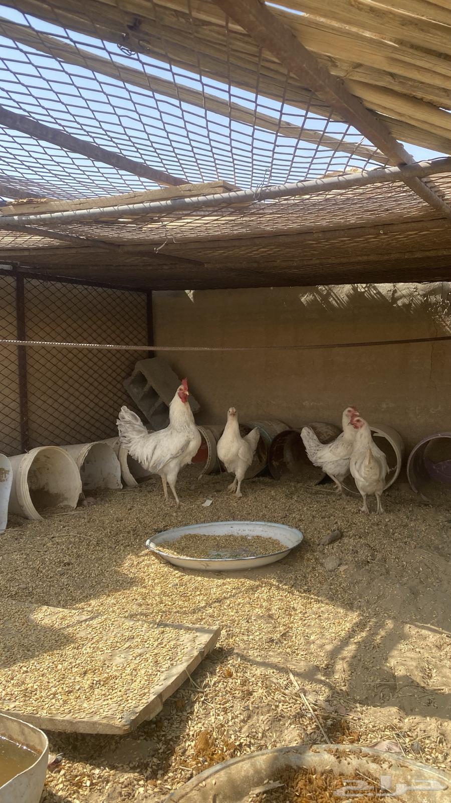 دجاج للبيع شرط64365997843969111