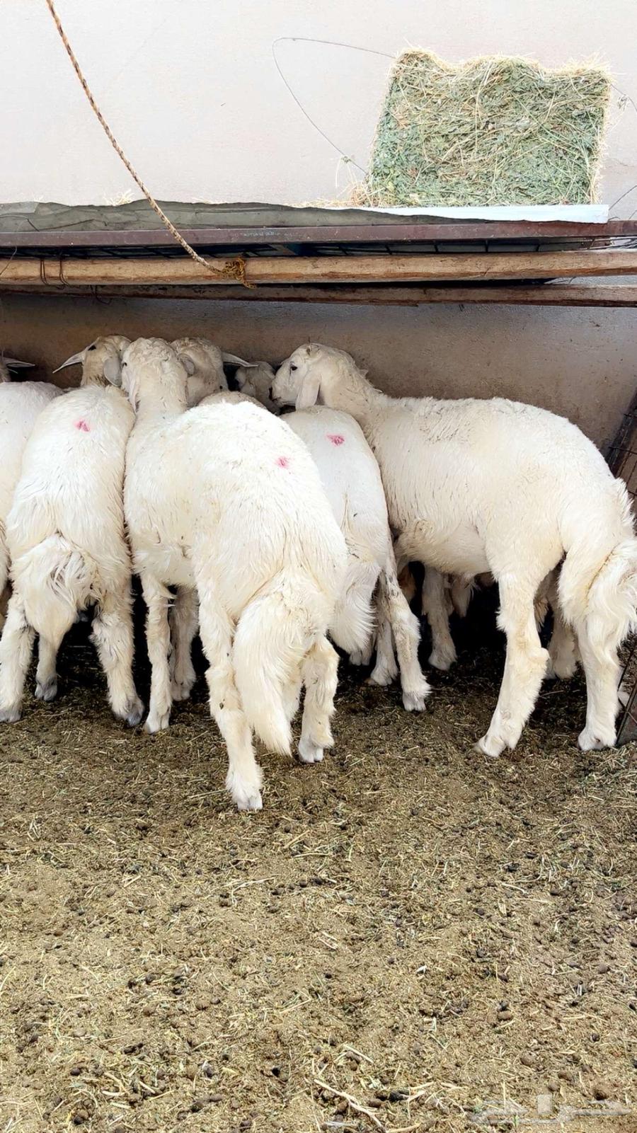 طليان حريه64371292510593111