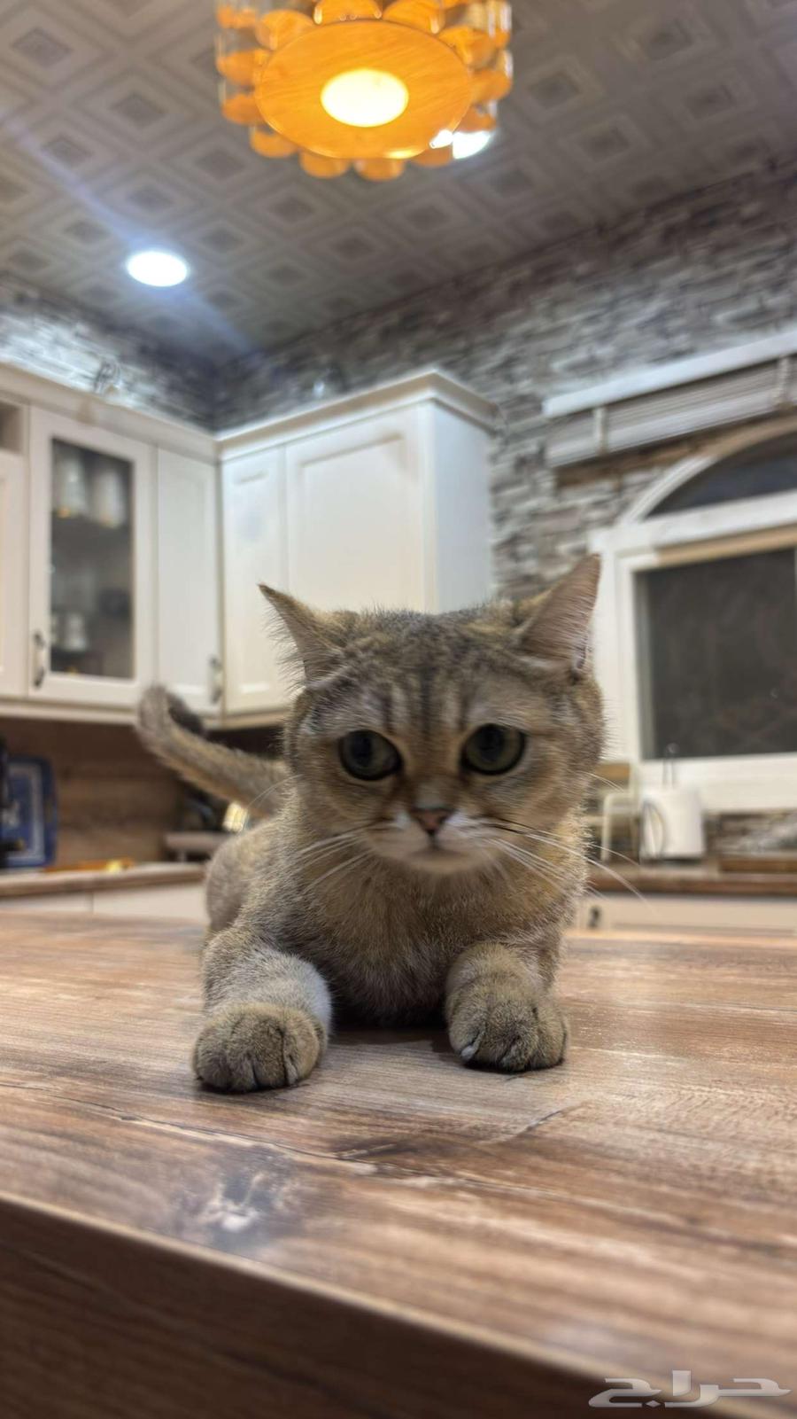 Cats64374097842947111