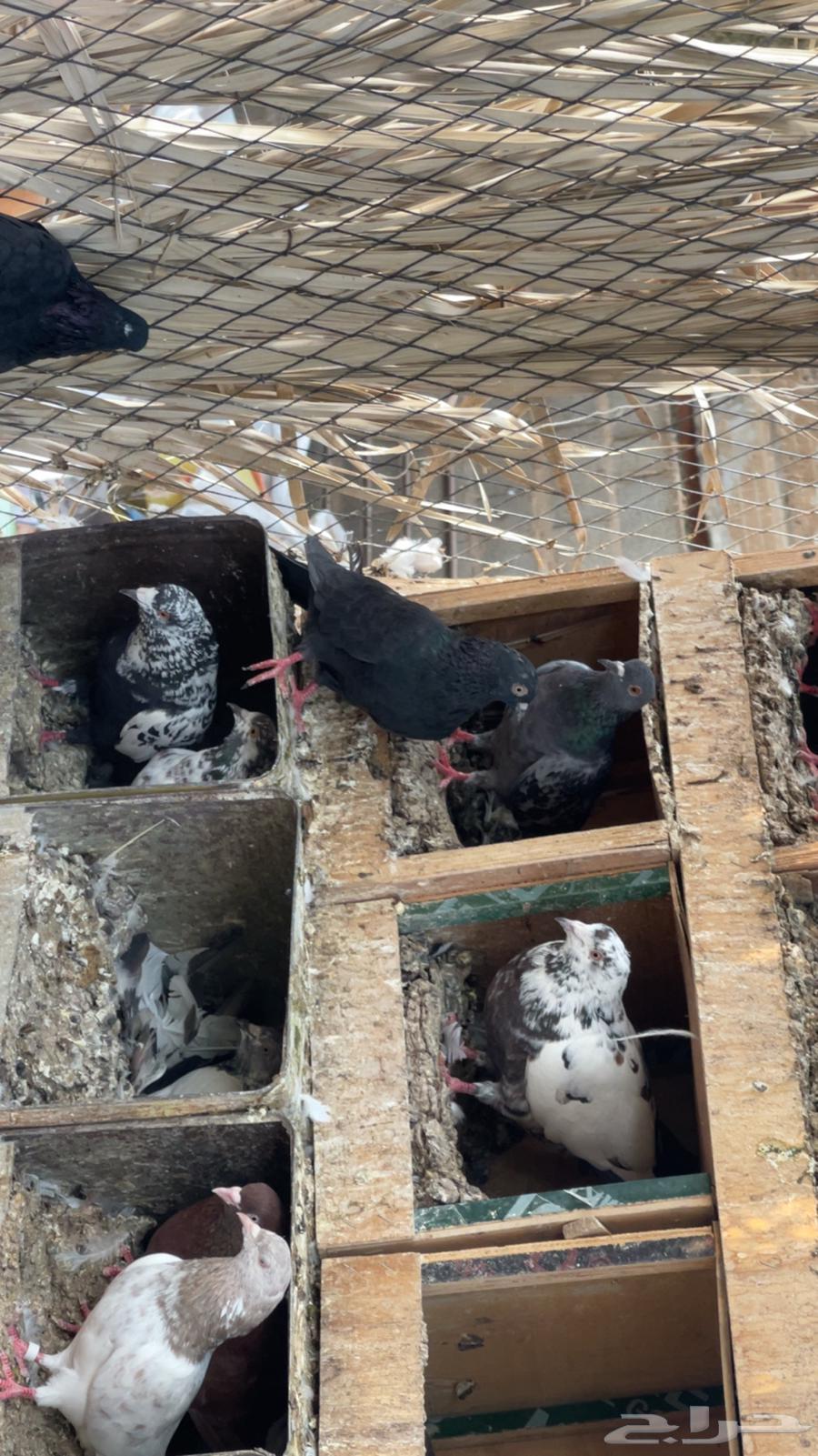 Dove64373876406145111