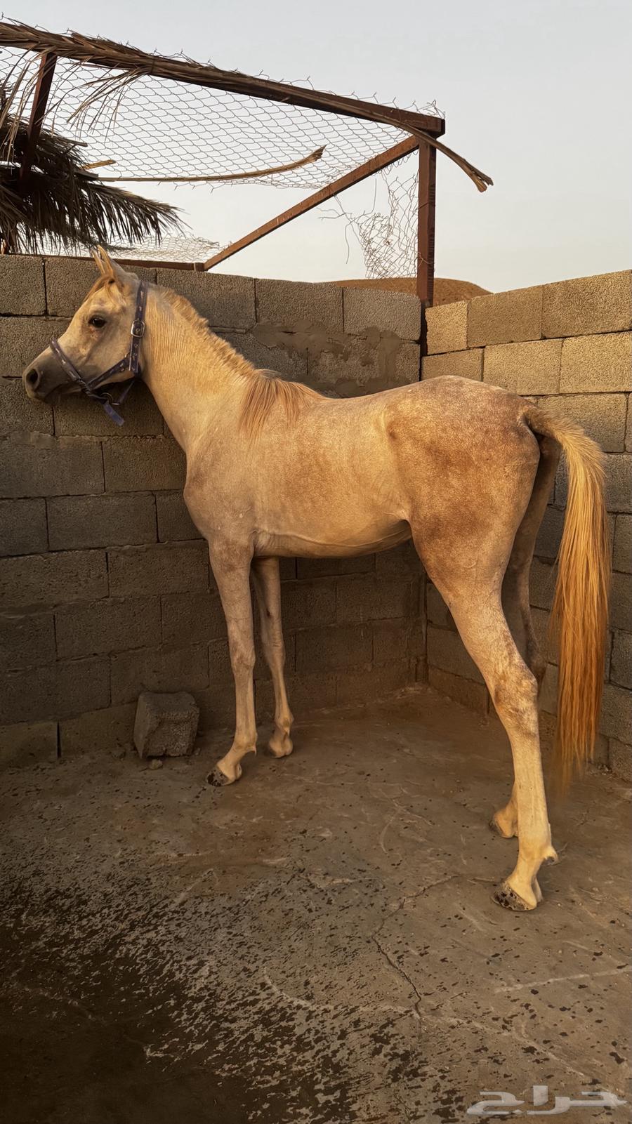 مهر شعبي64370337639811111