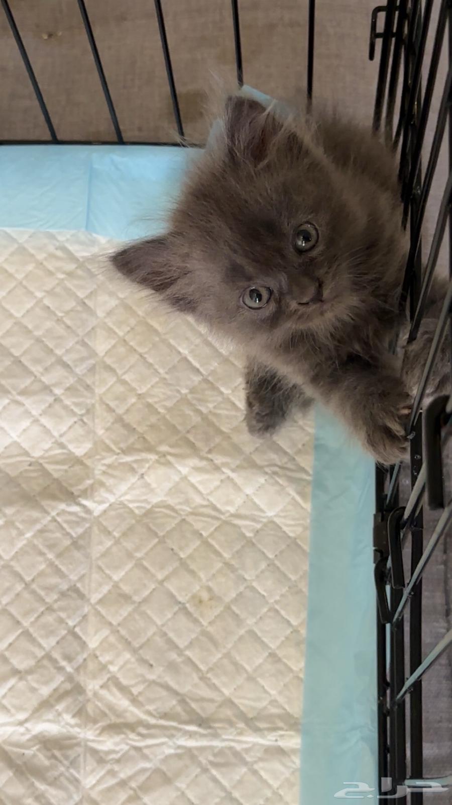 ثلاث قطط للبيع شيرازيه ومميزه64372653417857112