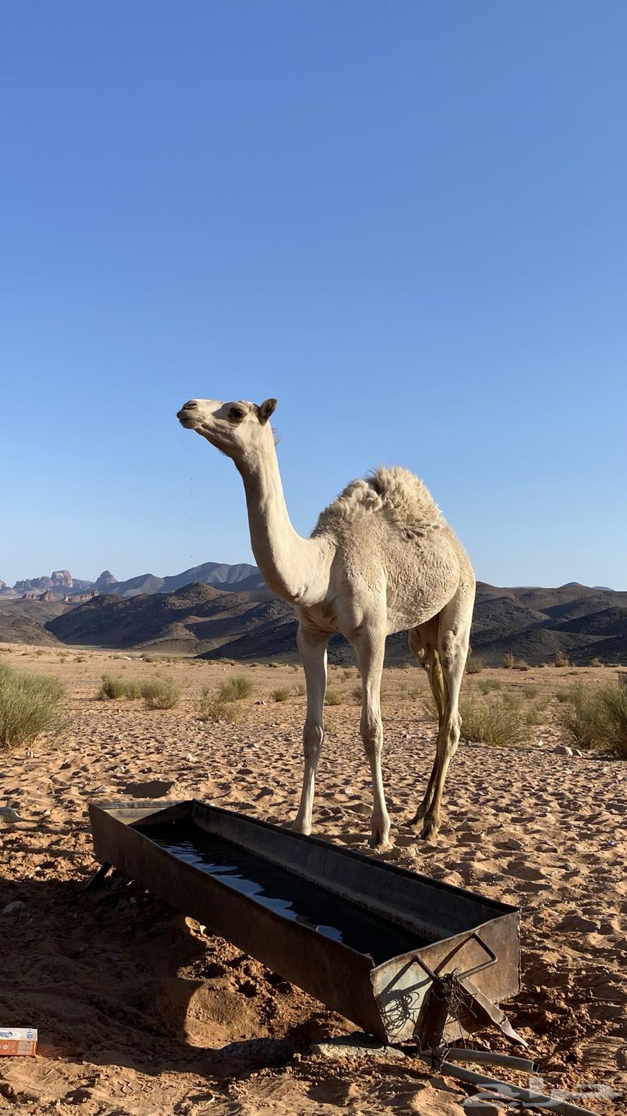 قعود للبيع64371599614851112