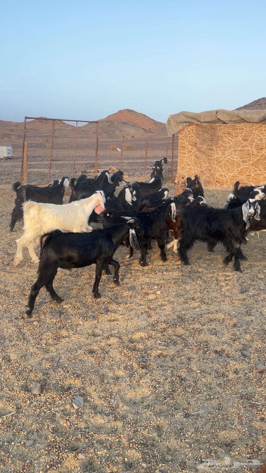 تيوس للبيع64363636475009111