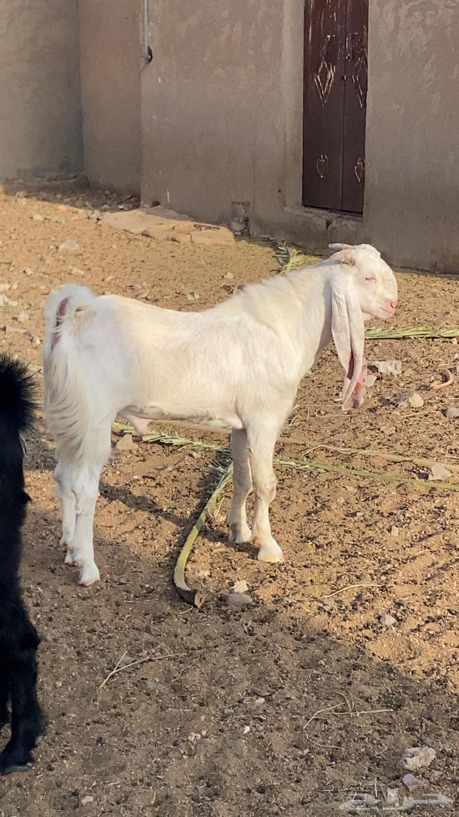 تيس هولندي64365291423490112