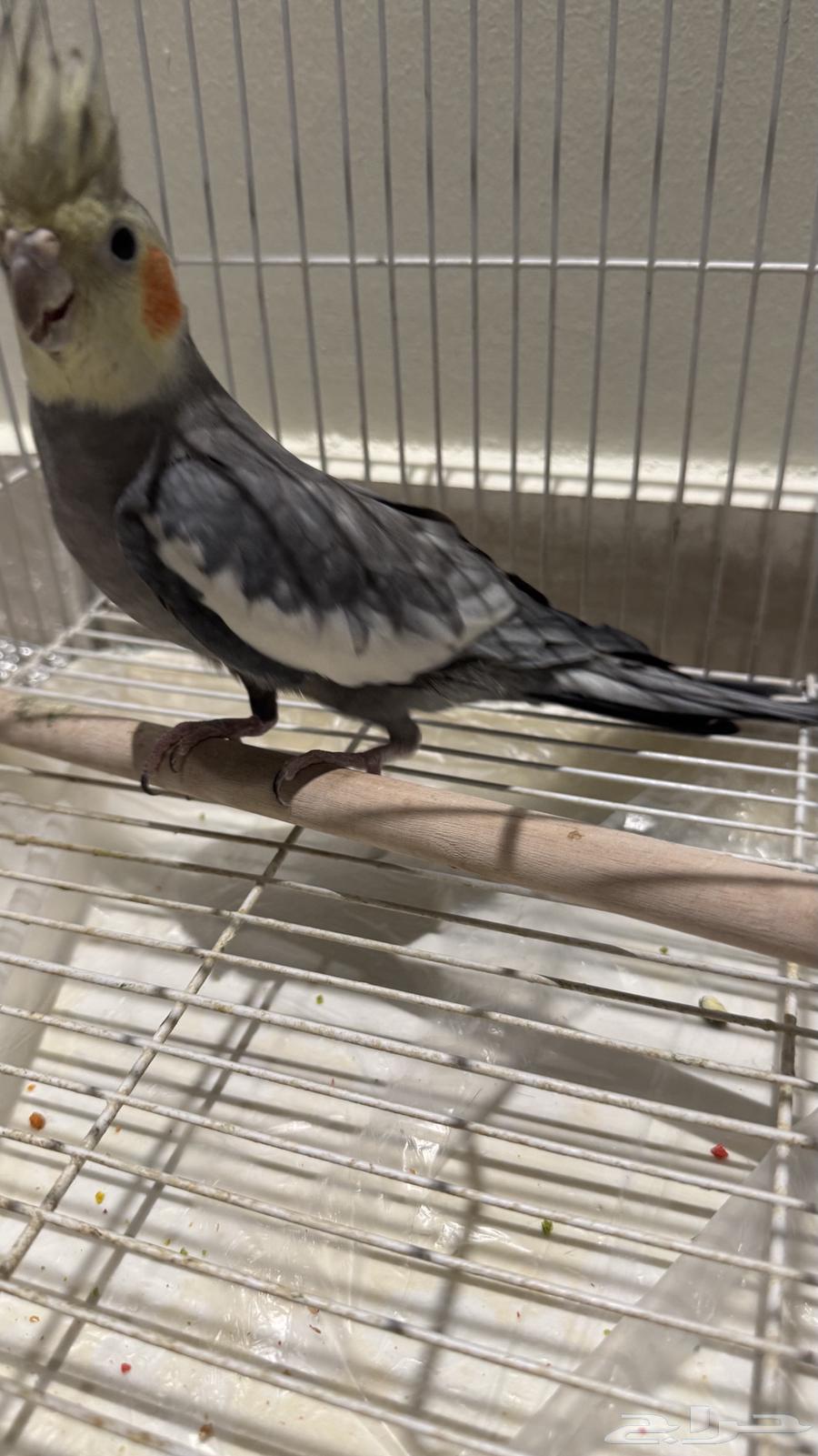 طائر الكروان للبيع مع قفص64364053899009114