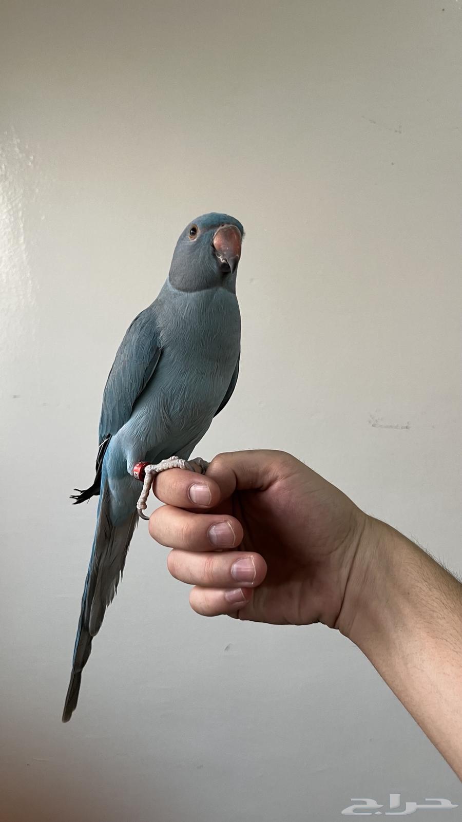 درة هولندية اليفة64367785027843110