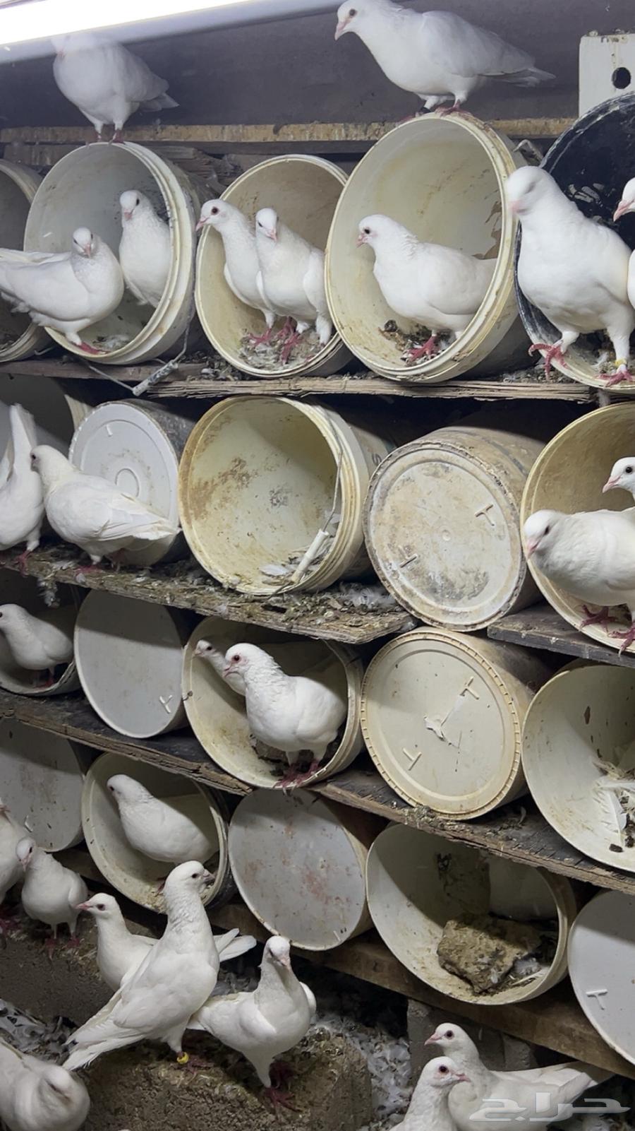 حمام للبيع64376900381954111