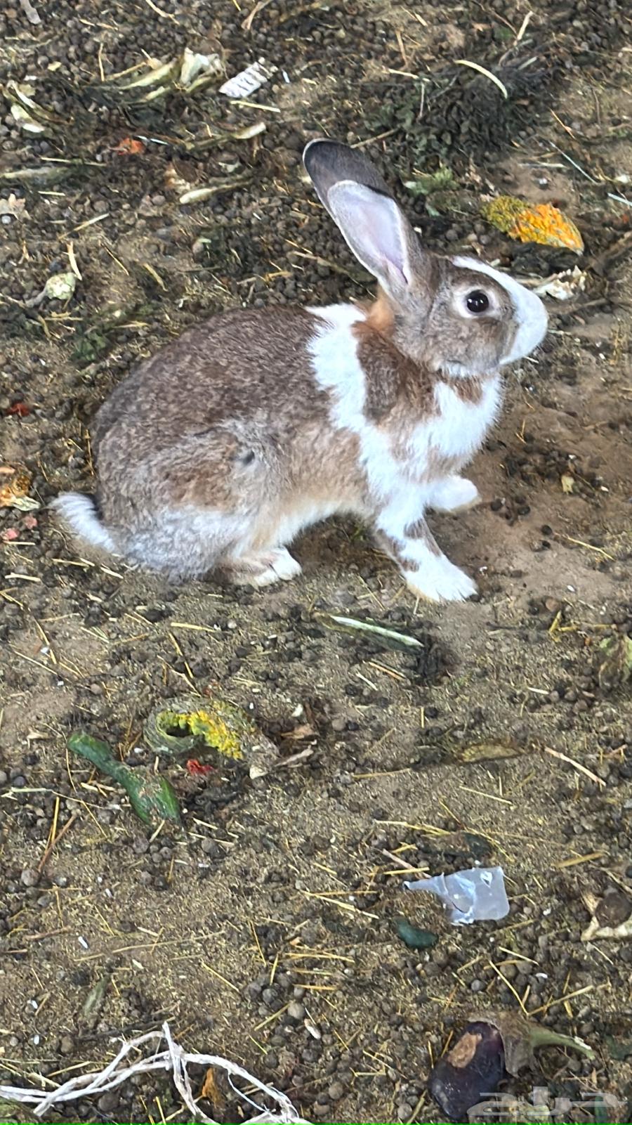 Rabbit64367435123586110