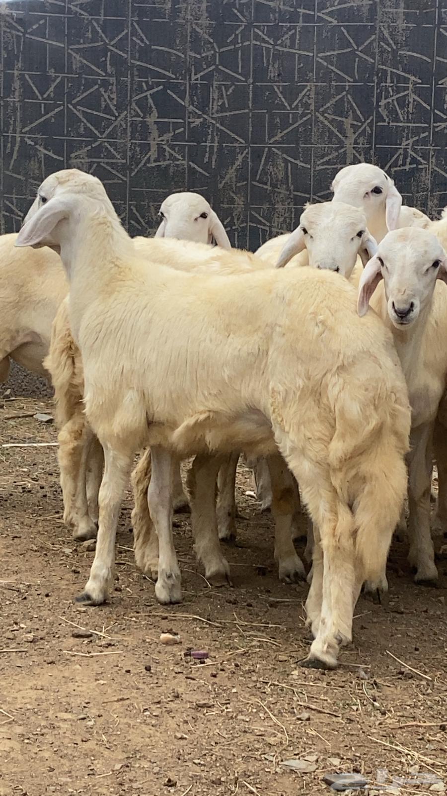 طليان للبيع تنومة64368207757313110