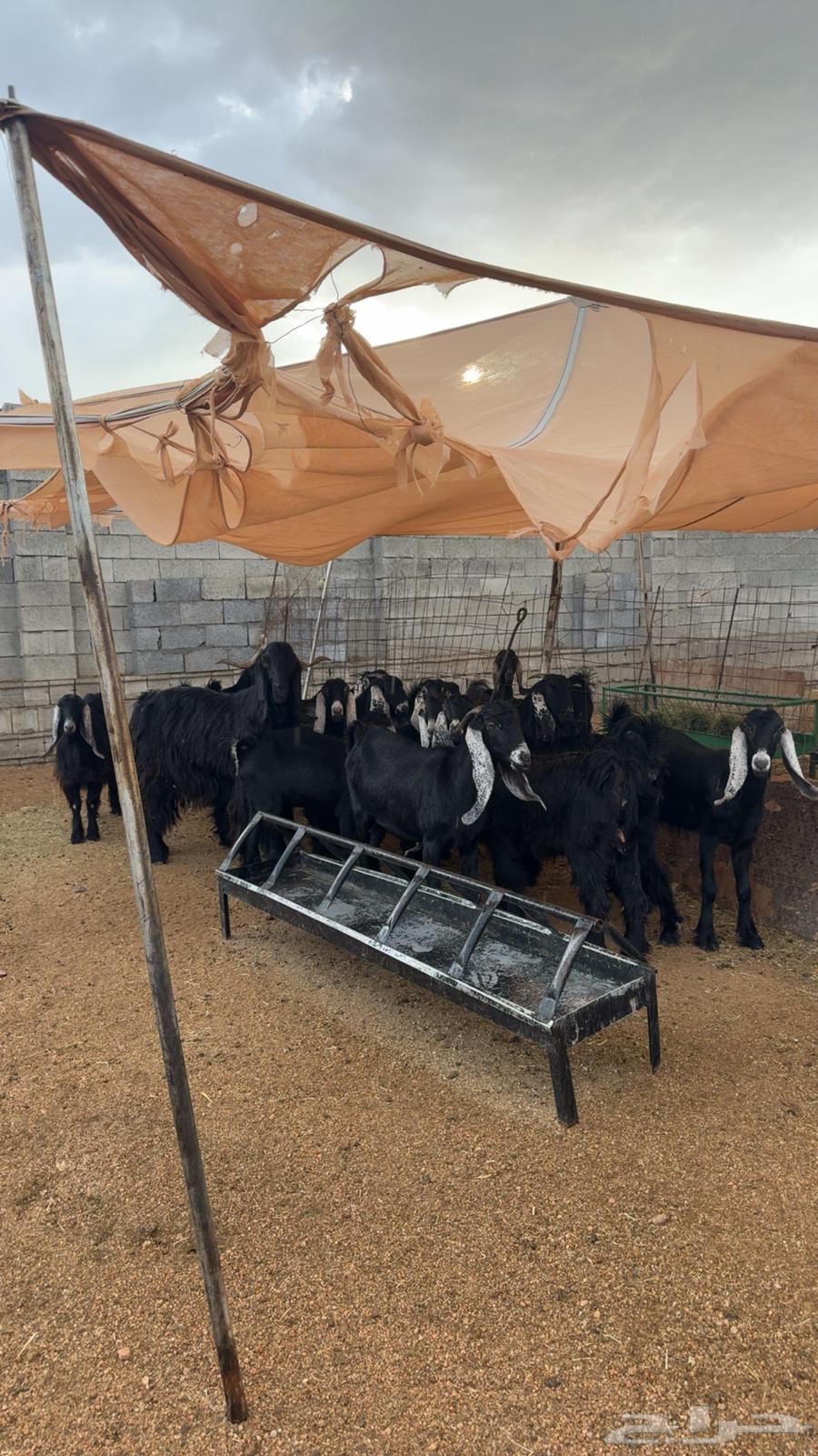 معزى عوارض للبيع بفحلها جذعه وثنيه64373462722691110