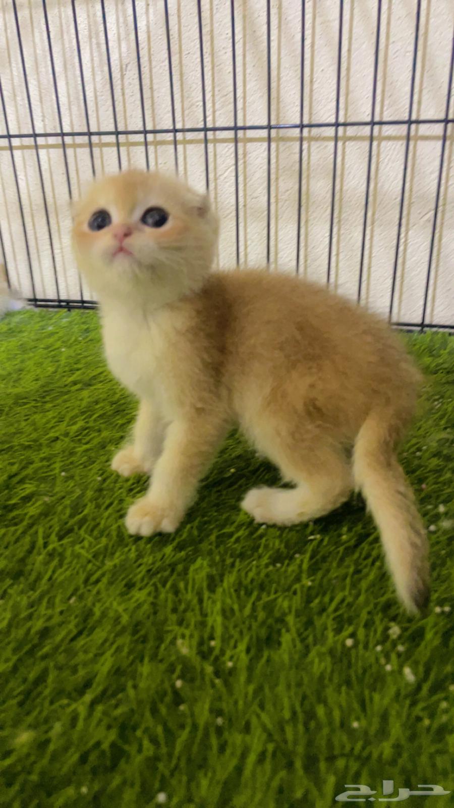 للبيع كيتن سكوتش دبل وتربل فولد _ الخرج64370131696258111